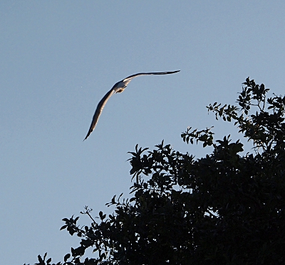 [The long, black wings of a laughing gull curved over treetops in the lower right corner of the image. The sun lights the underside of the gull.]